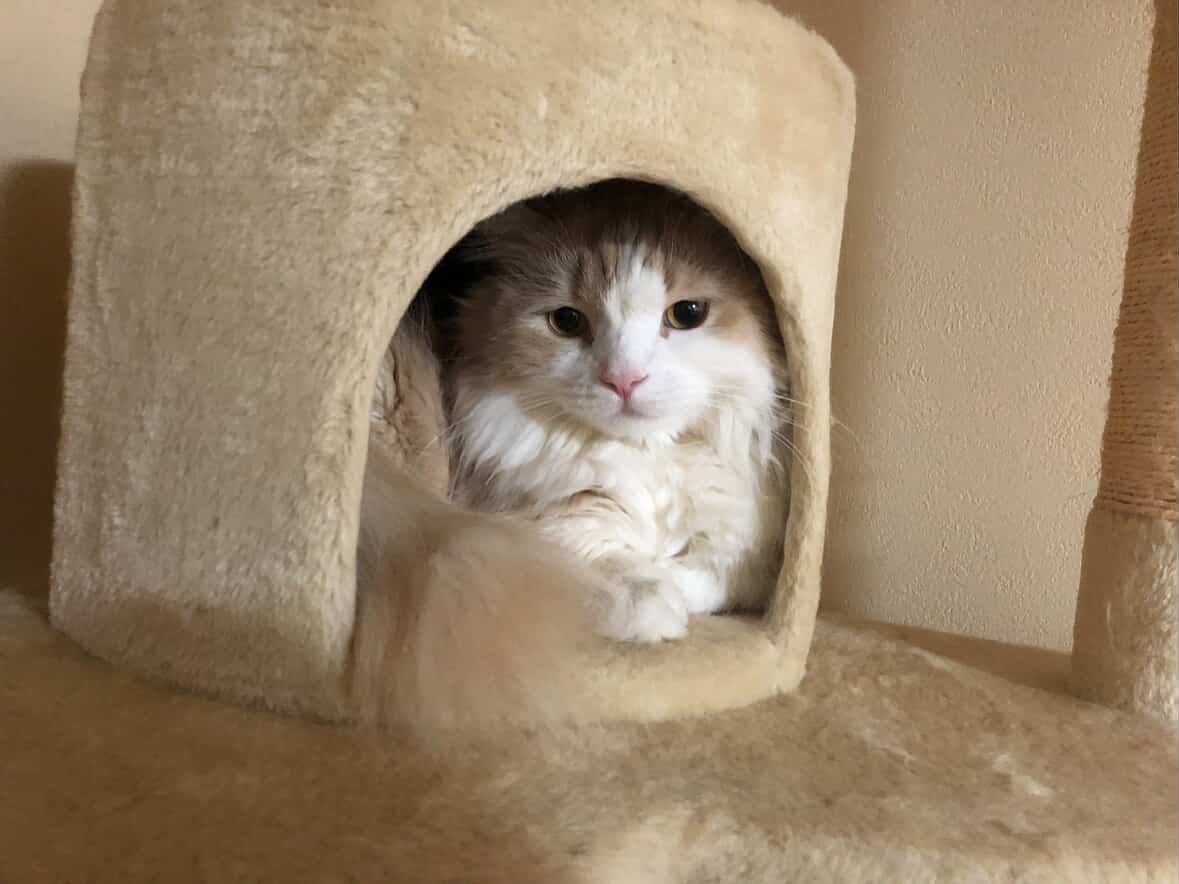 猫用ベッドにおさまった茶色と白の毛の猫の可愛い写真 ロマプリ猫の日コンテスト