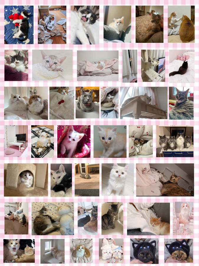 応募者全員の猫のまとめ画像