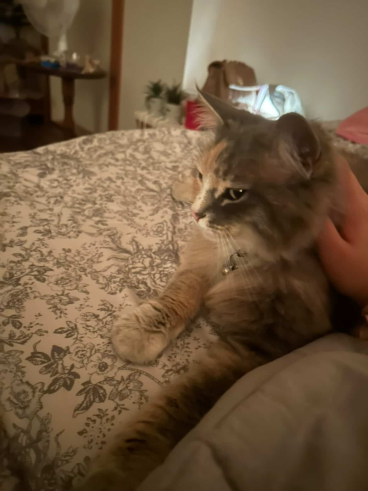 撫でられてリラックスする茶色の毛の猫の可愛い写真 ロマプリ猫の日コンテスト