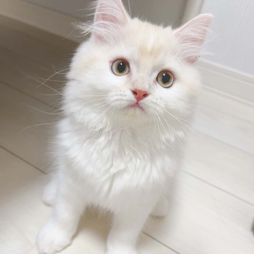 白猫の可愛い写真 ロマプリ猫の日コンテスト