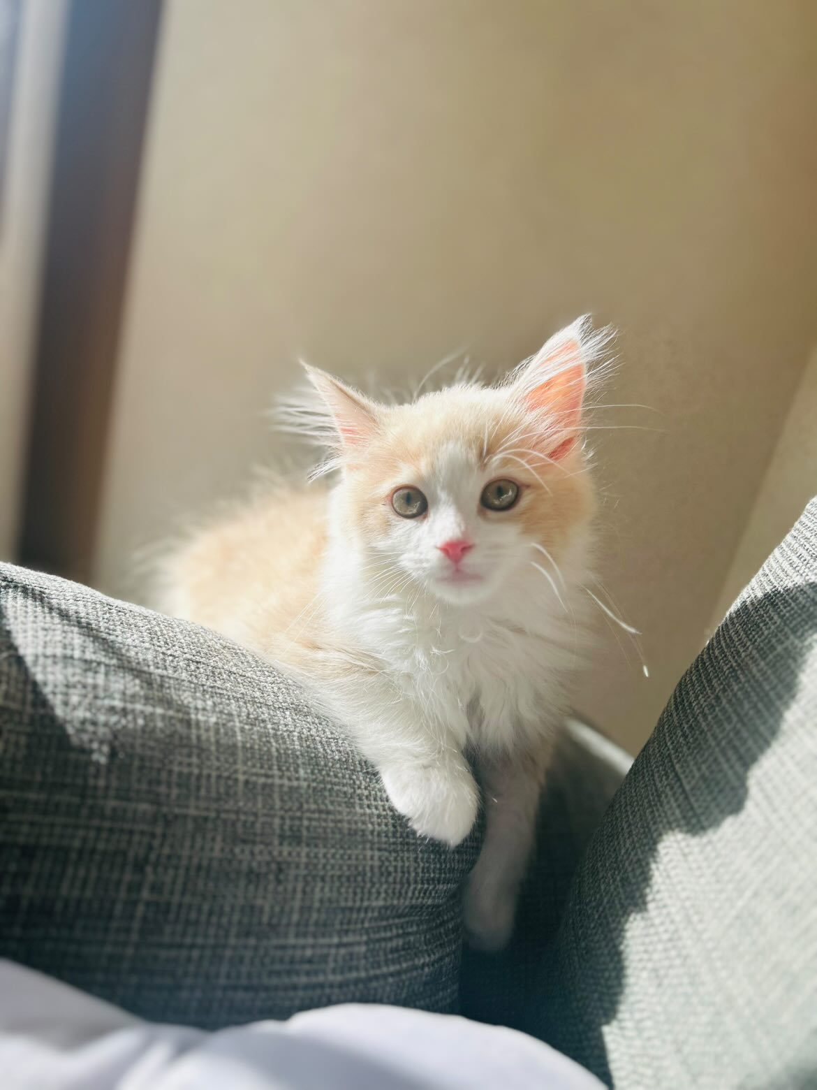 ソファでくつろぐ茶色と白の毛の猫の可愛い写真 ロマプリ猫の日コンテスト